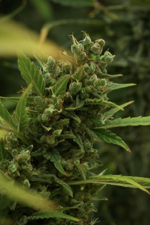 GMO Cookies Served with extra curiosity. Week 14 - The other GMO Cookies 