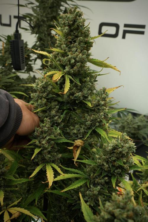 GMO Cookies Served with extra curiosity. Week 14 - The other GMO Cookies 