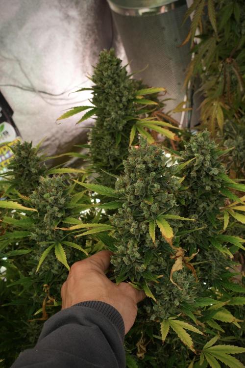 GMO Cookies Served with extra curiosity. Week 14 - The other GMO Cookies 