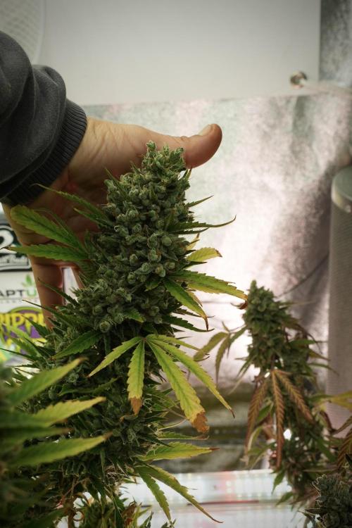 GMO Cookies Served with extra curiosity. Week 14 - The other GMO Cookies 