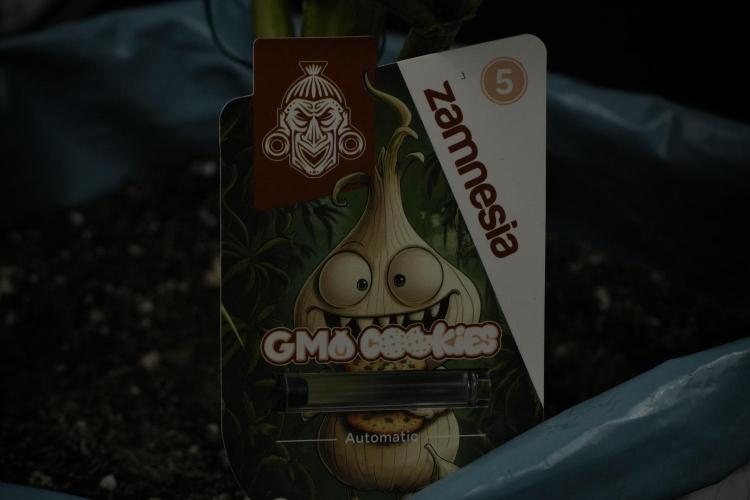 GMO Cookies Served with extra curiosity. Week 14 - GMO Cookies 