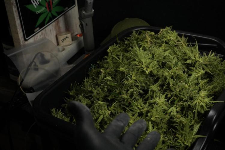 GMO Cookies Served with extra curiosity. Week 14 - ready to bag and freeze 