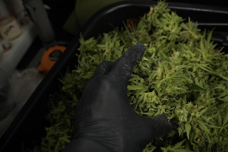 GMO Cookies Served with extra curiosity. Week 14 - ready to bag and freeze 