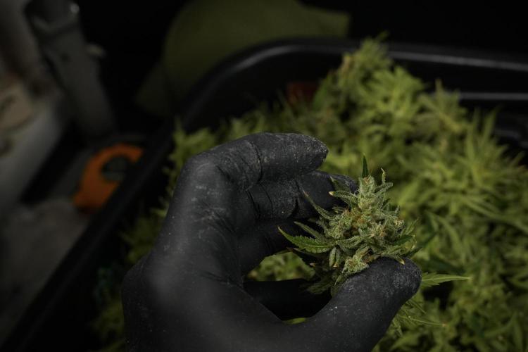 GMO Cookies Served with extra curiosity. Week 14 - ready to bag and freeze 