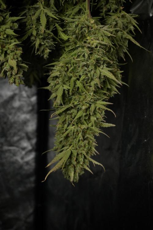GMO Cookies Served with extra curiosity. Week 14 - drying 