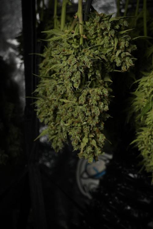 GMO Cookies Served with extra curiosity. Week 14 - drying 