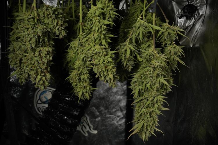 GMO Cookies Served with extra curiosity. Week 14 - drying 