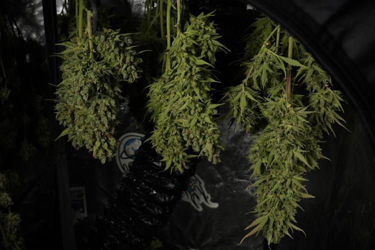 GMO Cookies Served with extra curiosity. Week 14 - drying 