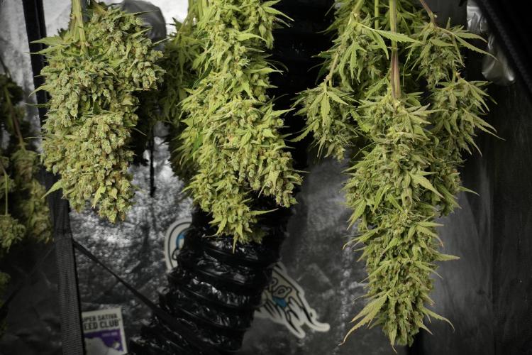 GMO Cookies Served with extra curiosity. Week 14 - drying 