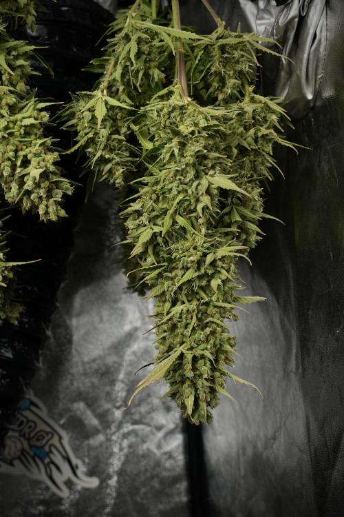 GMO Cookies Served with extra curiosity. Week 14 - drying 