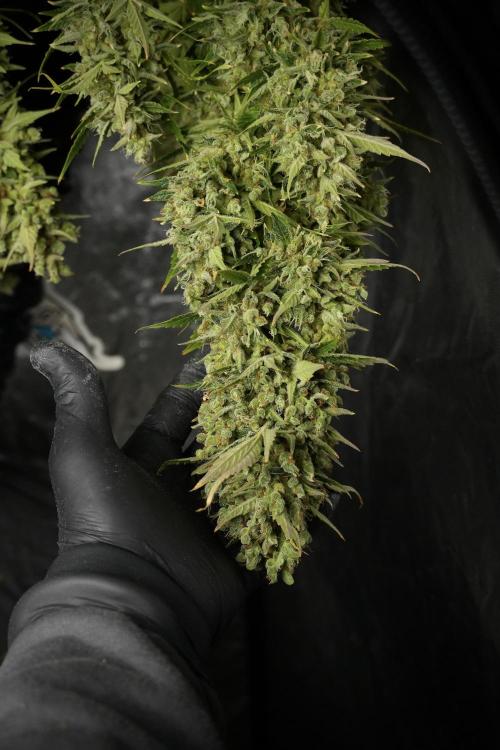 GMO Cookies Served with extra curiosity. Week 14 - drying 