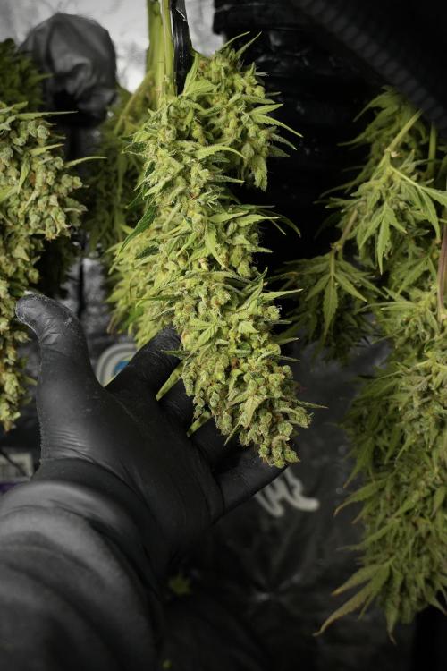 GMO Cookies Served with extra curiosity. Week 14 - drying 
