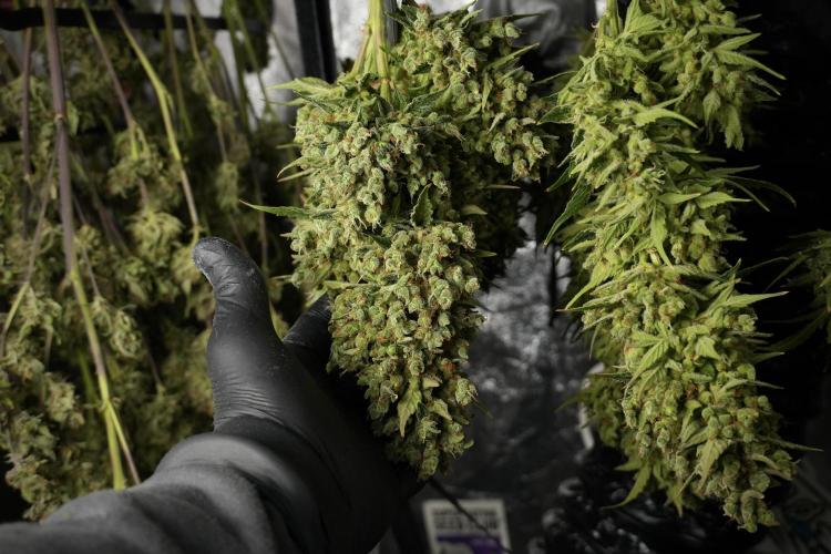 GMO Cookies Served with extra curiosity. Week 14 - drying 