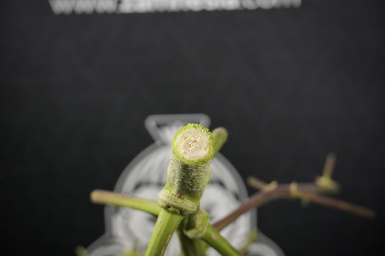 GMO Cookies Served with extra curiosity. Week 14 - inside the GMO Cookies 