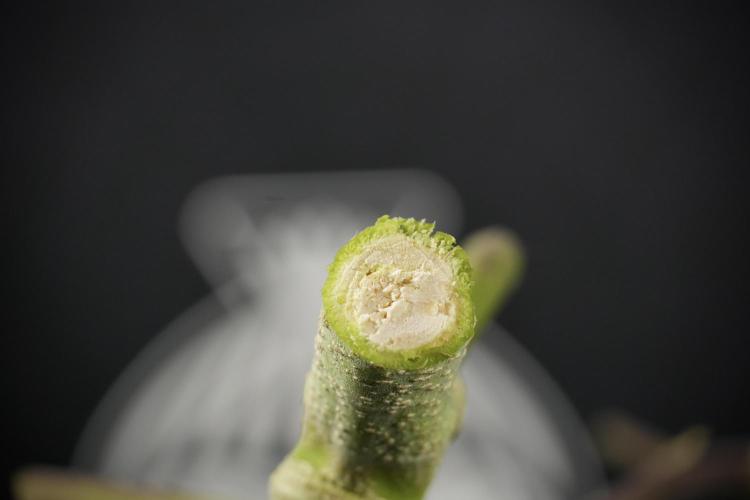 GMO Cookies Served with extra curiosity. Week 14 - inside the GMO Cookies 