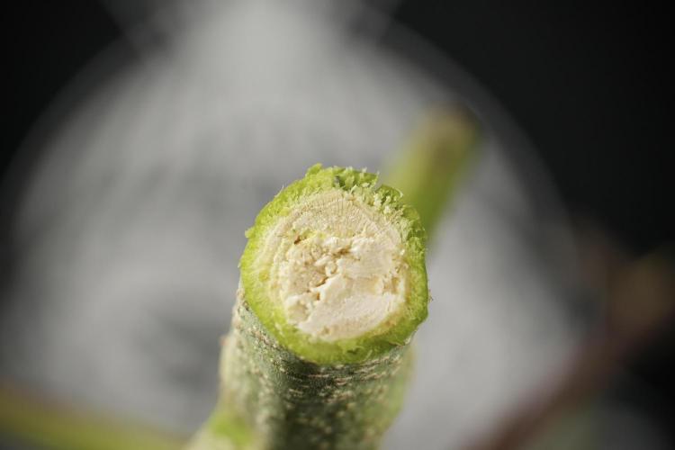 GMO Cookies Served with extra curiosity. Week 14 - inside the GMO Cookies 