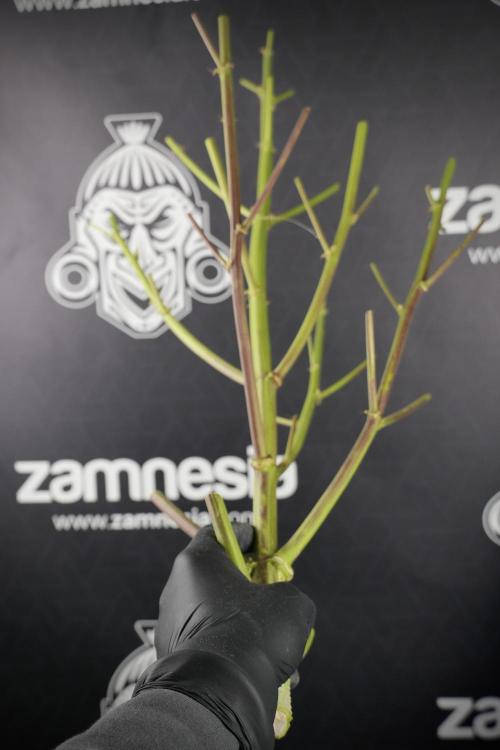 GMO Cookies Served with extra curiosity. Week 14 - outside the GMO Cookies 