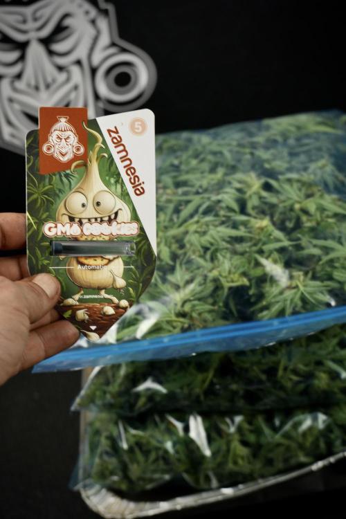GMO Cookies Served with extra curiosity. Week 14 - Fresh Frozen GMO Cookies 