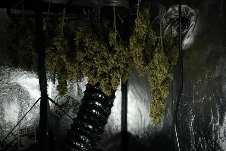 GMO Cookies Served with extra curiosity. Week 15 - GMO Cookies dried and ready to trim 
