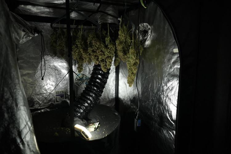 GMO Cookies Served with extra curiosity. Week 15 - GMO Cookies dried and ready to trim 