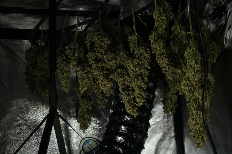 GMO Cookies Served with extra curiosity. Week 15 - GMO Cookies dried and ready to trim 