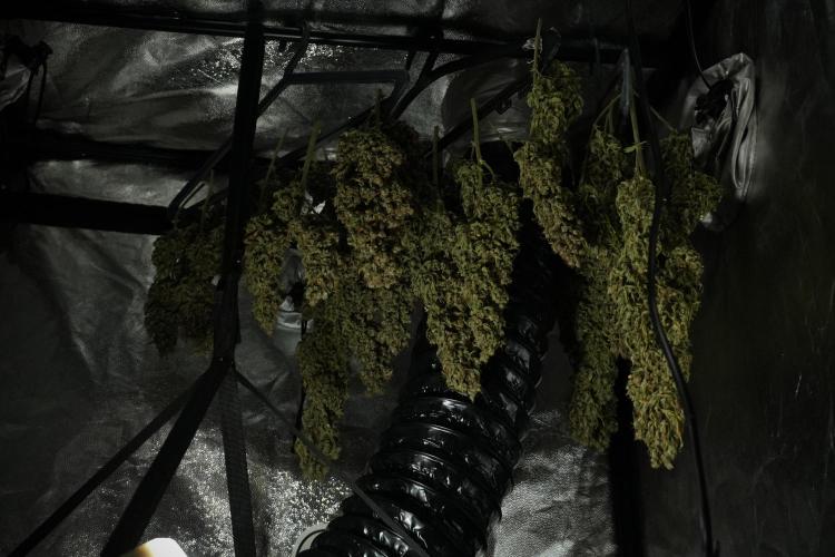 GMO Cookies Served with extra curiosity. Week 15 - GMO Cookies dried and ready to trim 