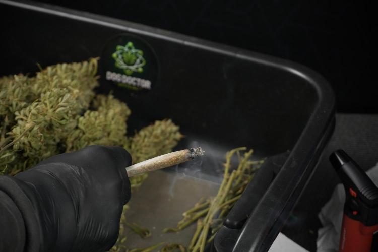 GMO Cookies Served with extra curiosity. Week 15 - Medicating myself