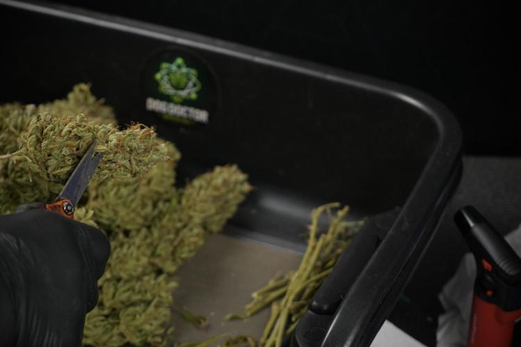 GMO Cookies Served with extra curiosity. Week 15 - trimming GMO Cookies 
