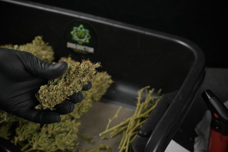 GMO Cookies Served with extra curiosity. Week 15 - trimming GMO Cookies 