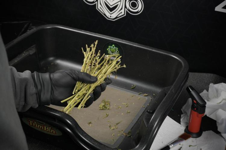 GMO Cookies Served with extra curiosity. Week 15 - sticks