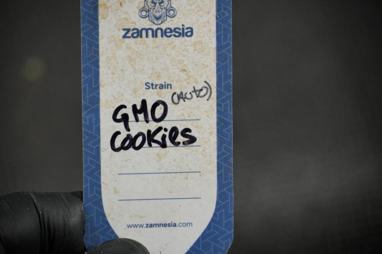 GMO Cookies Served with extra curiosity. Week 15 - GMO Cookies