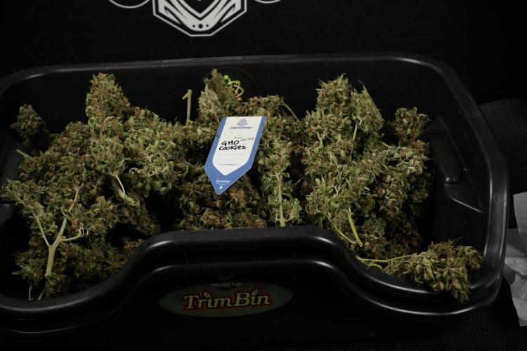 GMO Cookies Served with extra curiosity. Week 15 - GMO Cookies ready to trim