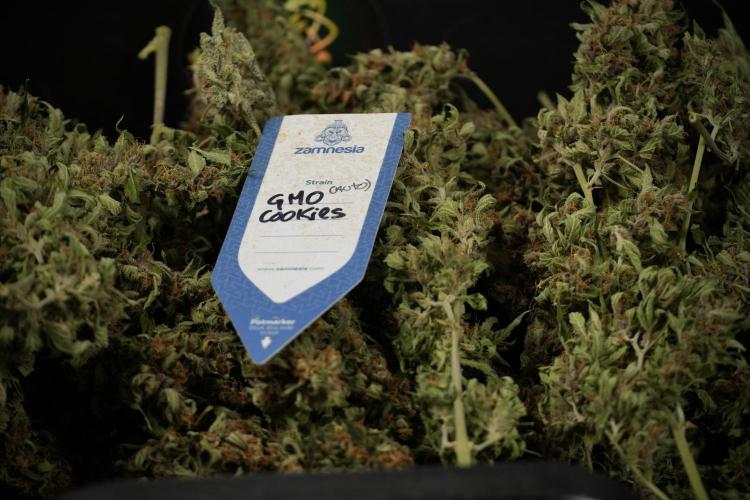 GMO Cookies Served with extra curiosity. Week 15 - GMO Cookies ready to trim
