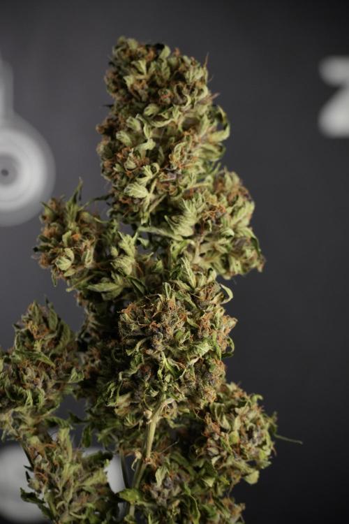 GMO Cookies Served with extra curiosity. Week 15 - GMO Cookies ready to trim
