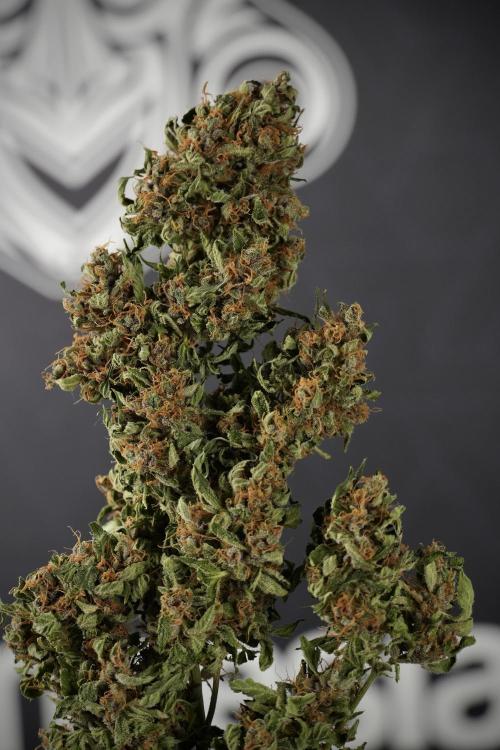 GMO Cookies Served with extra curiosity. Week 15 - GMO Cookies ready to trim