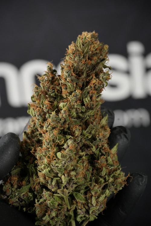 GMO Cookies Served with extra curiosity. Week 15 - GMO Cookies ready to trim