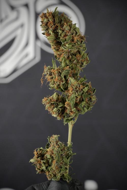 GMO Cookies Served with extra curiosity. Week 15 - GMO Cookies ready to trim