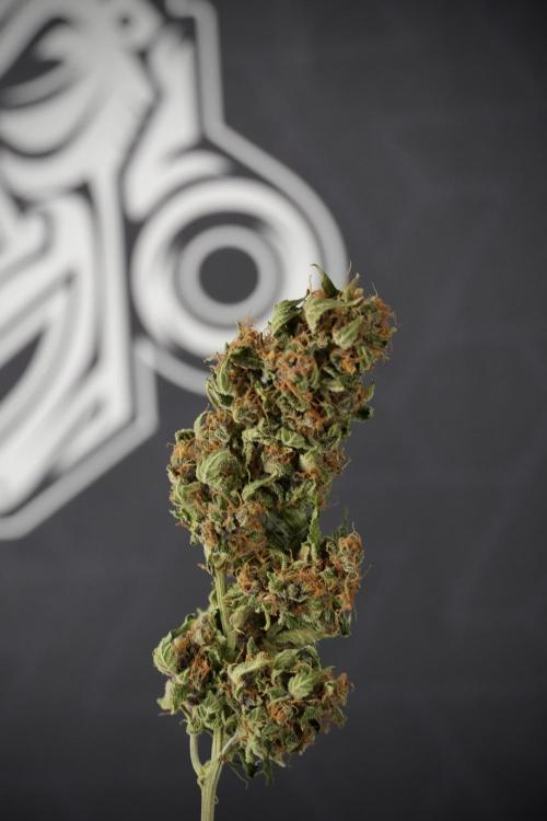 GMO Cookies Served with extra curiosity. Week 15 - GMO Cookies ready to trim