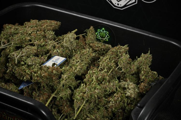 GMO Cookies Served with extra curiosity. Week 15 - GMO Cookies ready to trim