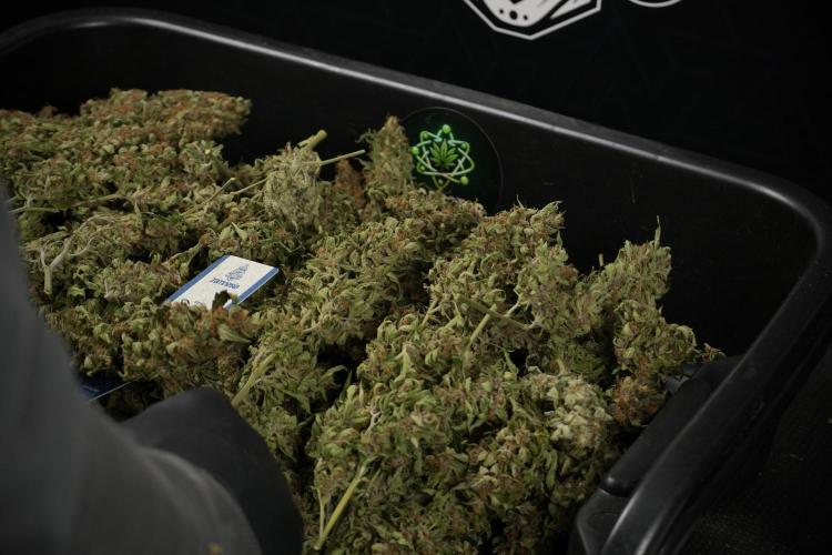 GMO Cookies Served with extra curiosity. Week 15 - GMO Cookies ready to trim