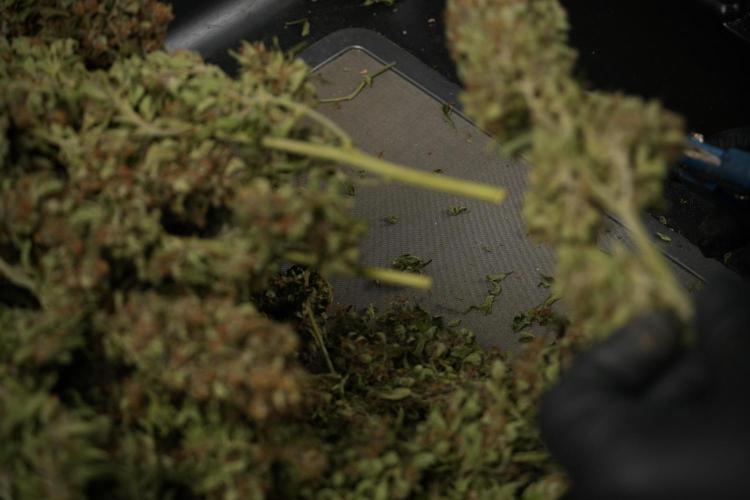 GMO Cookies Served with extra curiosity. Week 15 - GMO Cookies ready to trim