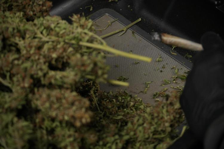 GMO Cookies Served with extra curiosity. Week 15 - trimming GMO Cookies 