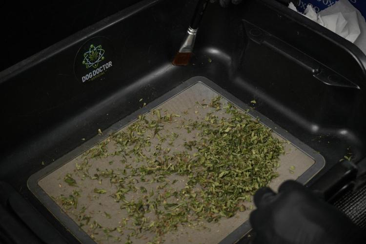GMO Cookies Served with extra curiosity. Week 15 - drums 