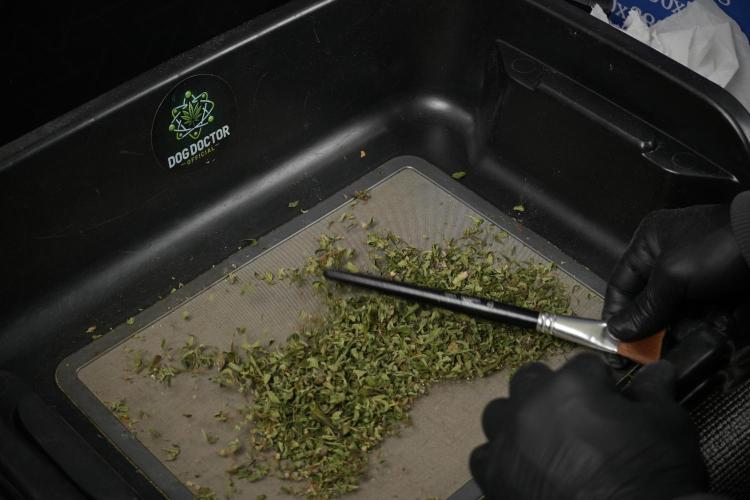 GMO Cookies Served with extra curiosity. Week 15 - drums 