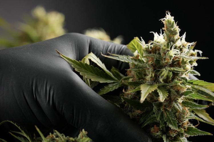 GMO Cookies Served with extra curiosity. Week 16 - GMO Cookies