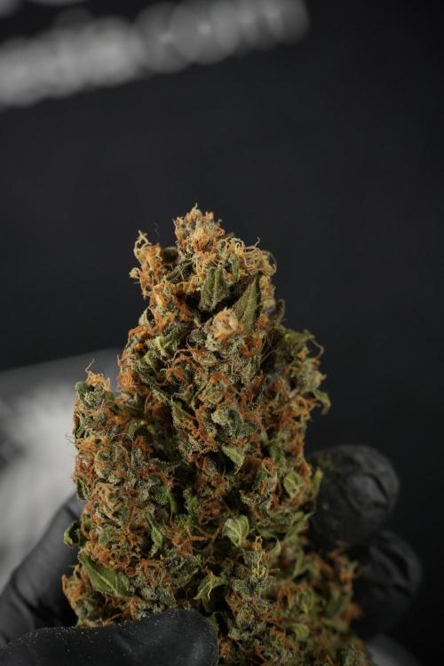 GMO Cookies Served with extra curiosity. Week 16 - beautiful 