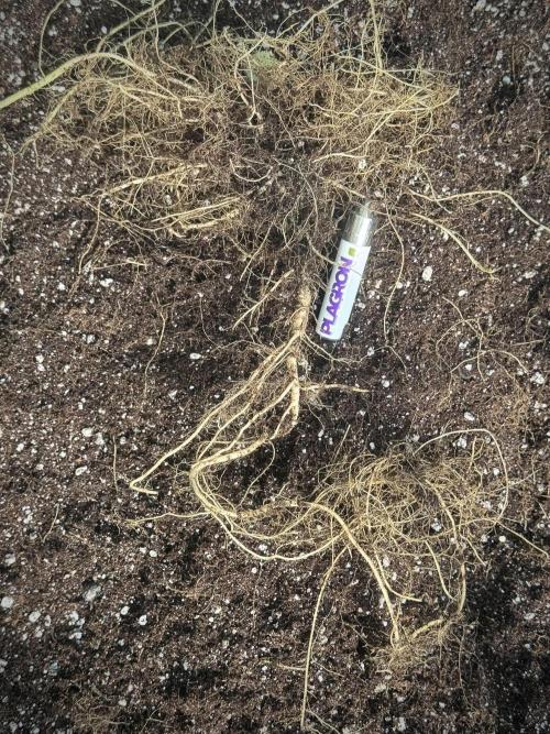 GMO Cookies Autoflower. Week 16