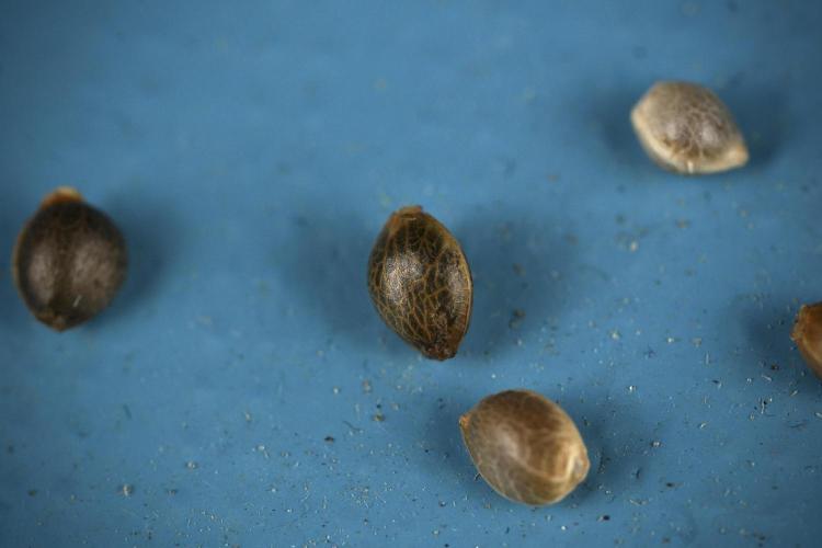 Blueberry  Muffin by Zamnesia Pheno A. Week 0 - BBM Seeds