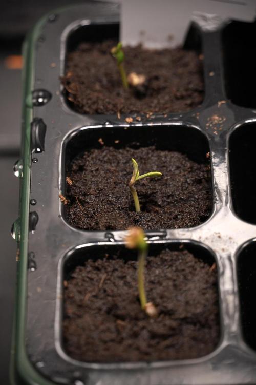 Blueberry  Muffin by Zamnesia Pheno A. Week 0 - Day one