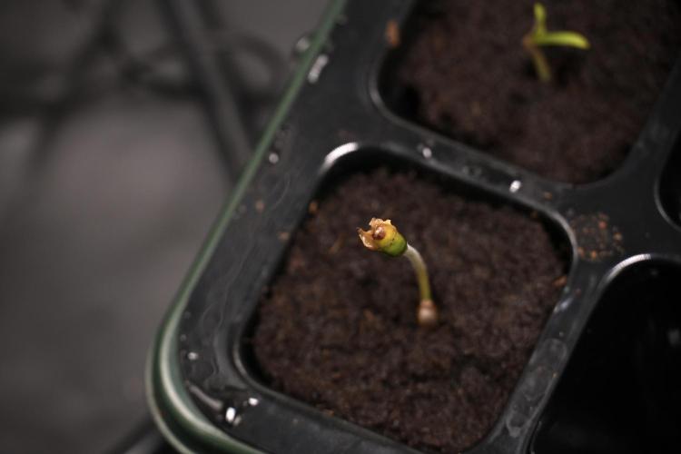 Blueberry  Muffin by Zamnesia Pheno A. Week 0 - Day one